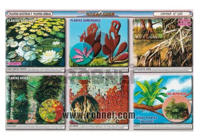 Plantas Acuaticas Y Plantas Aereas 